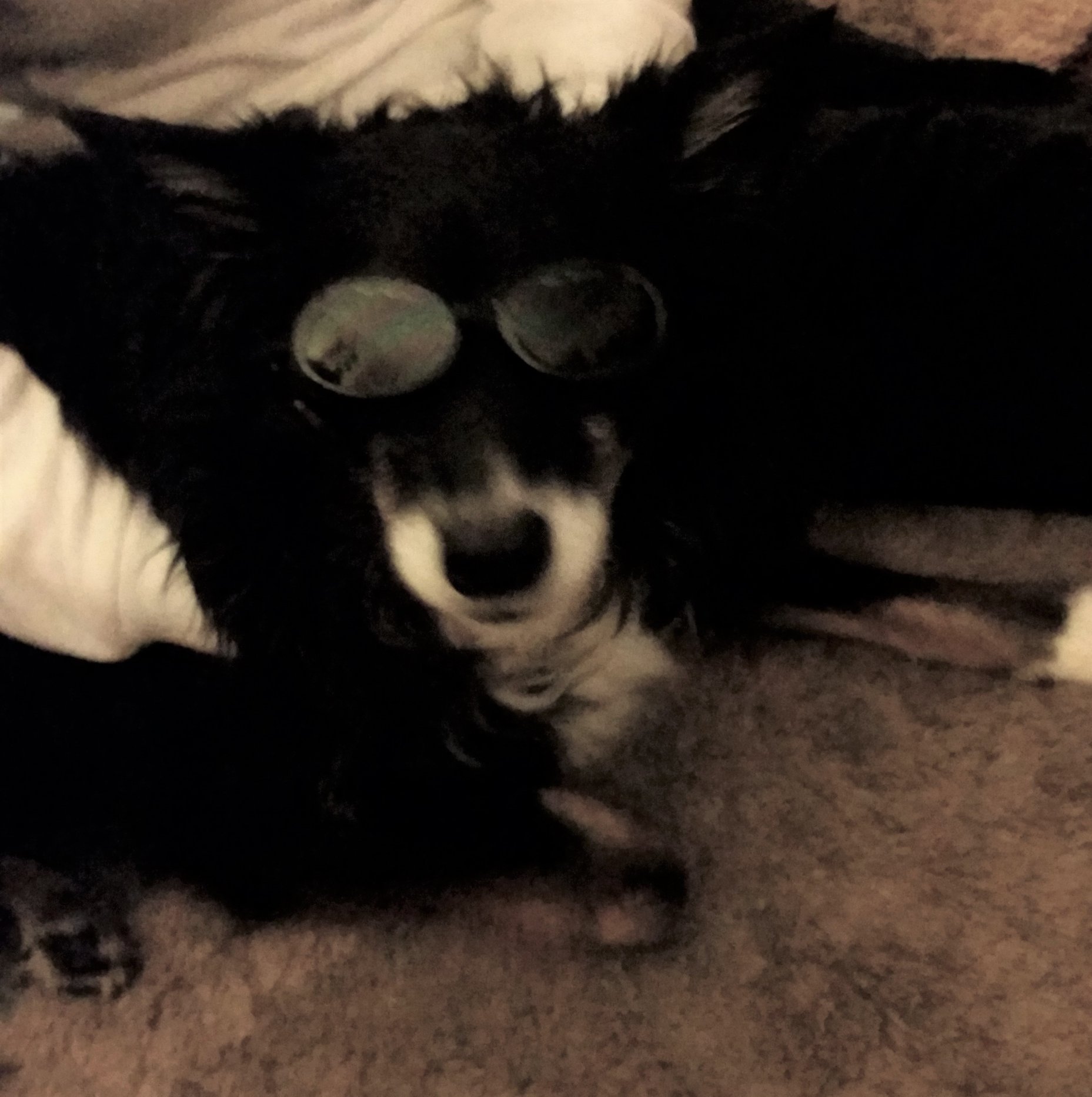 Image of my dog with goggles on